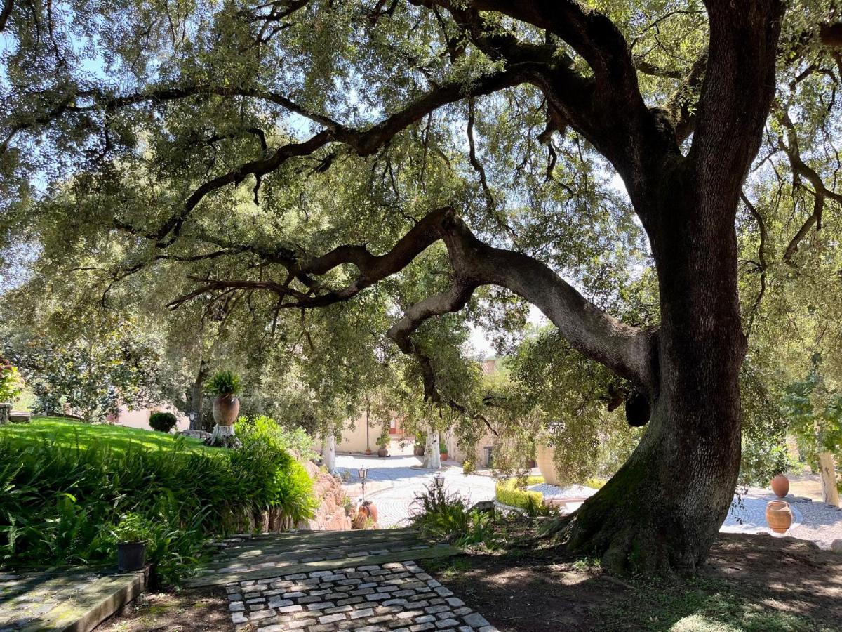 Masia Can Viver - Olive Oil Tourism B&B Бигес-и-Риельс Экстерьер фото